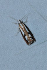 Catoptria latiradiellus