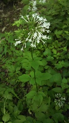 Valeriana pauciflora