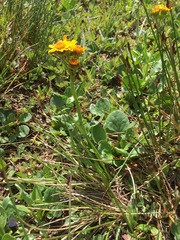 Packera werneriifolia