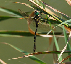 Macromia pacifica × taeniolata