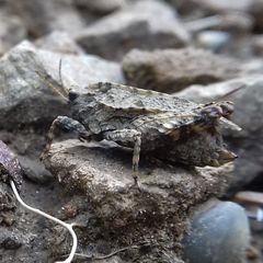 Tetrix transsylvanica