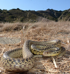 Pituophis catenifer annectens