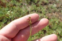 Rhynchospora globularis