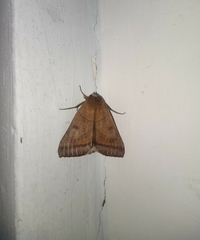 Ophiusa trapezium