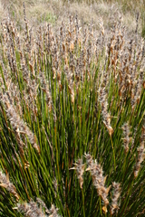 Askidiosperma nitidum