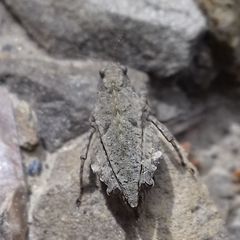 Tetrix transsylvanica