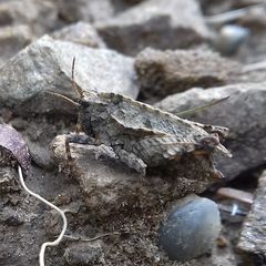 Tetrix transsylvanica