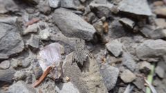 Tetrix transsylvanica