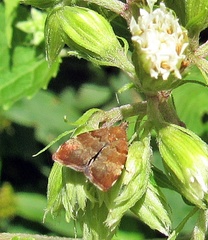 Choreutis pariana