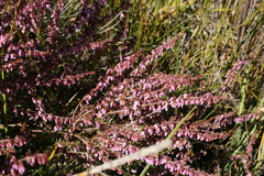 Erica intervallaris