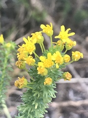 Euryops algoensis