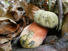 Rubroboletus