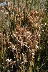 Elegia grandispicata