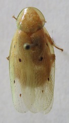 Panchlora fraterna