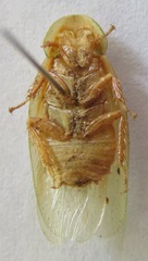 Panchlora fraterna
