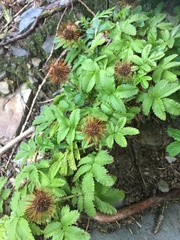 Acaena anserinifolia