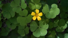 Oxalis grandis