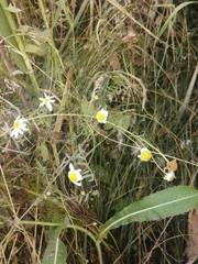 Tripleurospermum inodorum