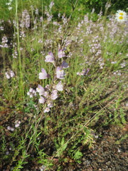 Linaria × sepium