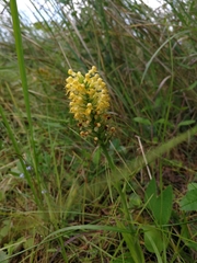 Platanthera × canbyi