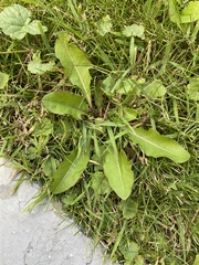 Taraxacum officinale