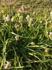 Trifolium repens