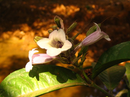 Asystasia scandens