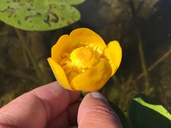 Nuphar × spenneriana