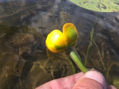 Nuphar × spenneriana