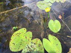 Nuphar × spenneriana