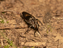 Heteropogon macerinus