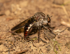 Heteropogon macerinus