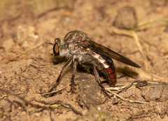 Heteropogon macerinus