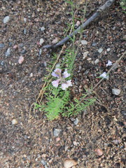 Linaria × sepium