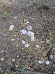 Linaria × sepium