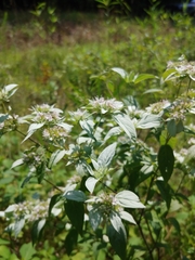 Pycnanthemum albescens