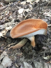 Polyporus radicatus