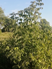 Acer negundo