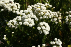 Berzelia squarrosa