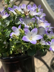 Campanula fragilis