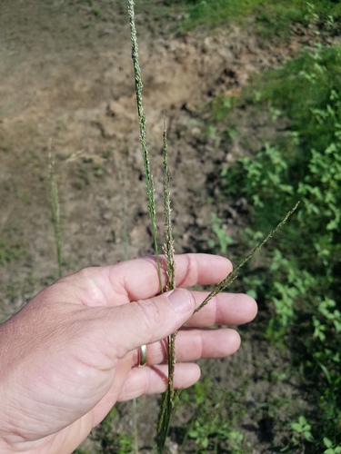 Coleataenia longifolia ssp. longifolia