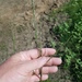 Coleataenia rigidula pubescens - Photo (c) Eric Keith, osa oikeuksista pidätetään (CC BY-NC), lähettänyt Eric Keith