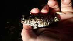 Vandijkophrynus angusticeps
