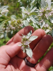 Pycnanthemum albescens