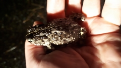 Vandijkophrynus angusticeps