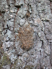 Thaumetopoea processionea