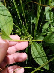 Rhexia mariana interior
