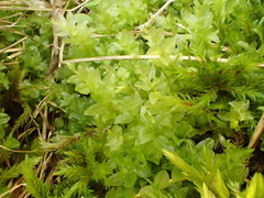 Plagiomnium ellipticum