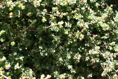 Cliffortia tricuspidata