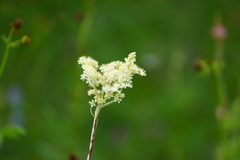 Filipendula